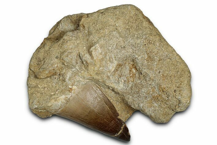 Fossil Mosasaur (Thalassotitan) Tooth in Rock - Morocco #336367